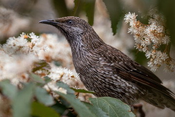 Little Wattlebird in Australia