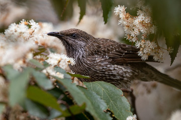 Little Wattlebird in Australia