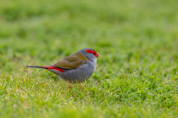 Red-browed Finch in Australia