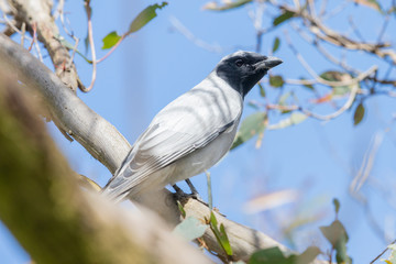 Black-faced Cuckoo-Shrike in Australia