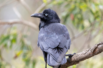 Australian Raven in Australia