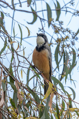 Rufous Whistler in Australia