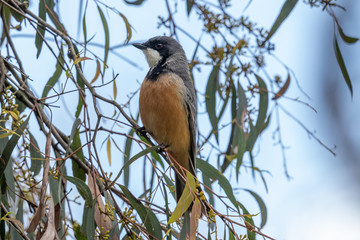 Rufous Whistler in Australia