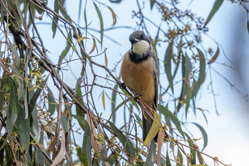 Rufous Whistler in Australia