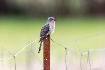 Fan-tailed Cuckoo in Australia