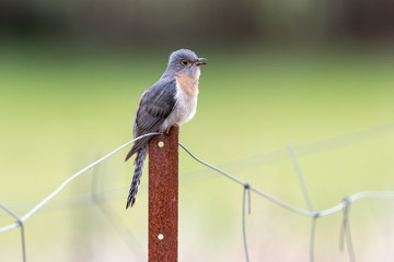 Fan-tailed Cuckoo in Australia