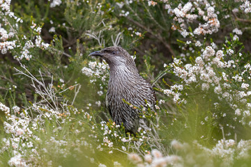 Little Wattlebird in Australia