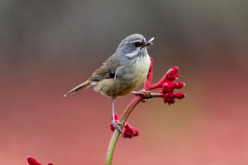 White-browed Scrubwren in Australia
