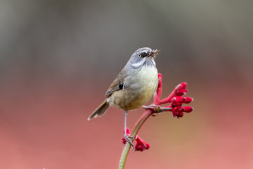 White-browed Scrubwren in Australia