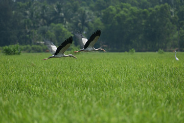 white stork in the field