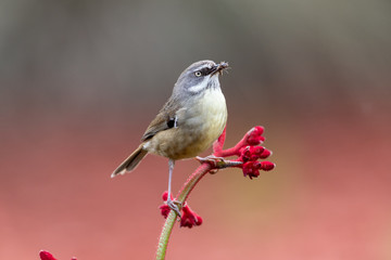 White-browed Scrubwren in Australia