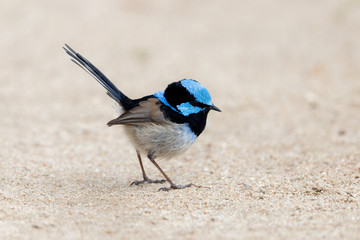 Superb Fairywren in Australia © Imogen