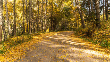 Fototapeta premium jesień w gaju brzozowym