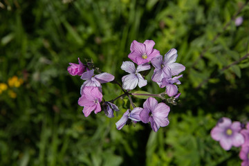 Fototapeta na wymiar Small pink flowers, top view