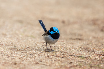 Superb Fairywren in Australia
