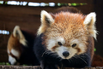 The red panda (Ailurus fulgens) is a mammal native to the eastern Himalayas and southwestern China