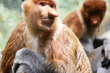 The proboscis monkey (Nasalis larvatus) or long-nosed monkey, known as the bekantan in Indonesia, is a reddish-brown arboreal Old World monkey with an unusually large nose. It is endemic to the southe