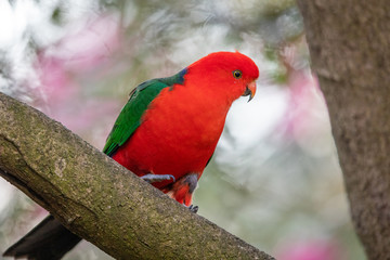 Australian King Parrot