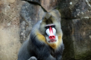 Male Mandrill in the zoo