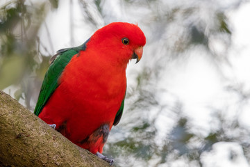 Australian King Parrot