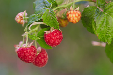 branch of ripe raspberries in a garden