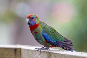 Crimson Parrot in Australia