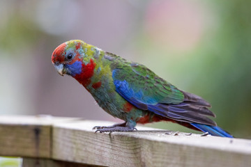 Crimson Parrot in Australia