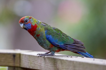 Crimson Parrot in Australia