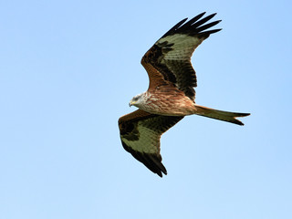 Red kite (Milvus milvus)