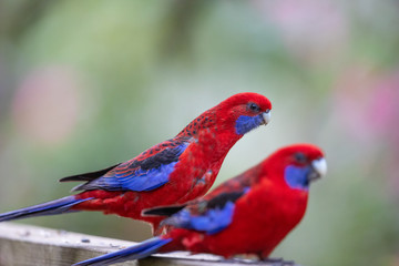 Crimson Parrot in Australia