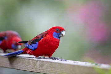 Crimson Rosella in Australia