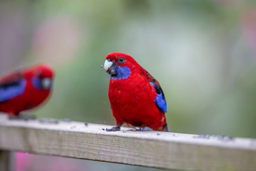 Crimson Rosella in Australia