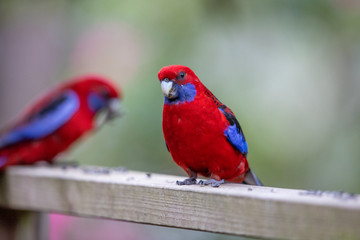 Crimson Rosella in Australia