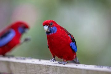 Crimson Rosella in Australia