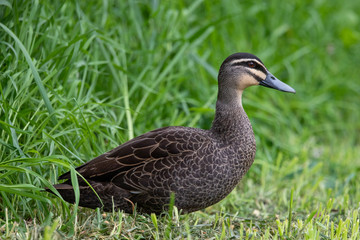 Pacific Black Duck in Australia