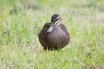Pacific Black Duck in Australia