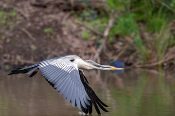 Australian Anhinga / Darter