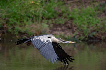 Australian Anhinga / Darter