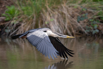 Australian Anhinga / Darter