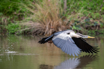 Australian Anhinga / Darter