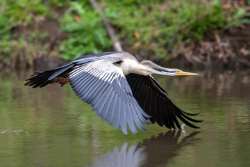 Australian Anhinga / Darter