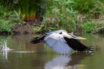 Australian Anhinga / Darter