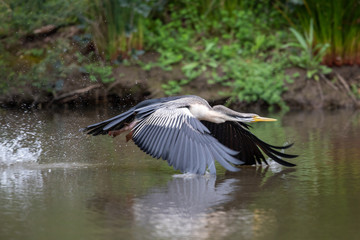 Australian Anhinga / Darter