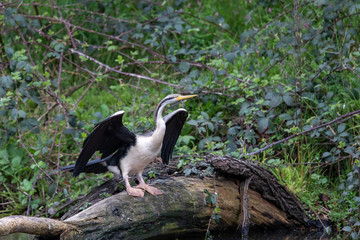 Australian Anhinga / Darter