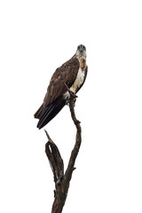 Osprey (Pandion haliaetus)