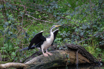 Australian Anhinga / Darter