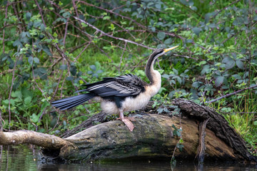 Australian Anhinga / Darter