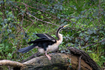 Australian Anhinga / Darter