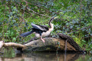Australian Anhinga / Darter