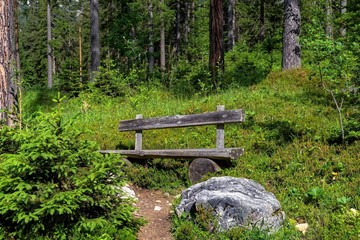 bench in the wood